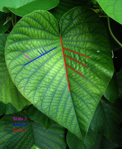 Leaves Have a Fractal Pattern