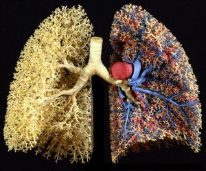 Our Lungs and Blood Vessels Are Laid Out in a Fractal Pattern
